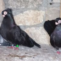 Продавам плевенски и варненски гълъби , снимка 3 - Гълъби - 45509162