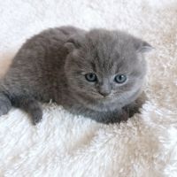 Клепоухи Британски късокосмести котенца, снимка 1 - Британска късокосместа - 45999387
