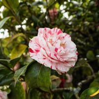 Камелия Хамелеон, Camellia japonica „Chameleon“, снимка 3 - Градински цветя и растения - 45439682