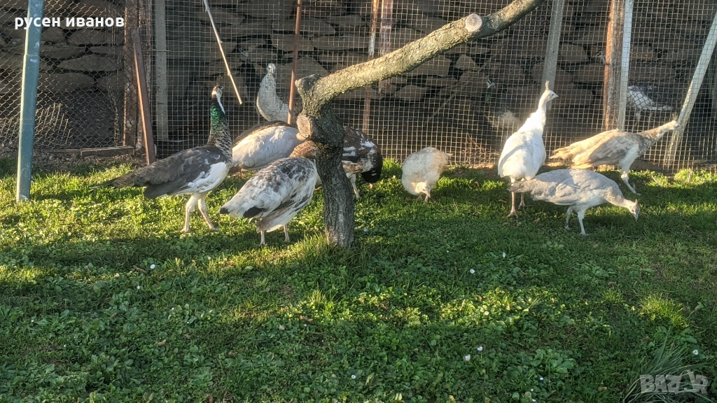 пауни млади и работещи, снимка 1