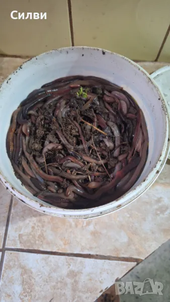 Земен дъждовен едър и гигански Червей за стръв риболов, снимка 1