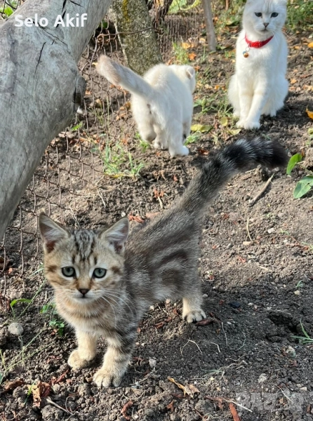 Scottish Fold котки женска котка за продажба , снимка 1