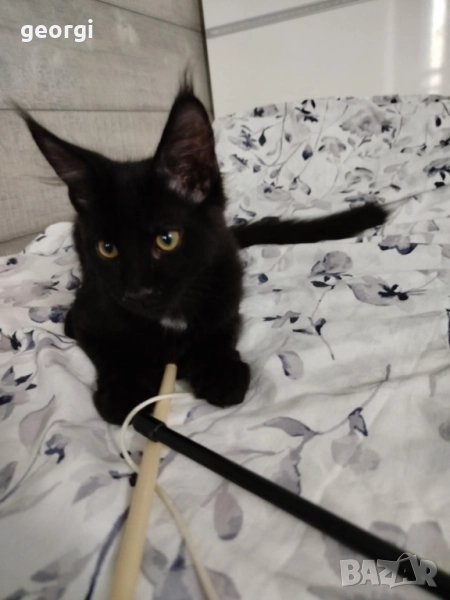 Котенца Мейн Кун момичета , снимка 1