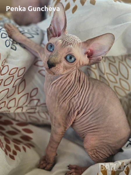 Канадски Сфинкс, снимка 1