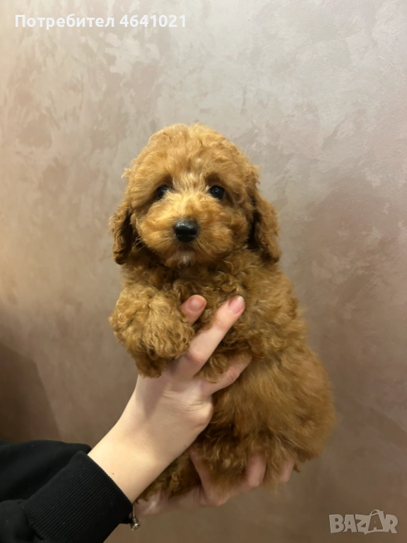 Мини пудел, снимка 1