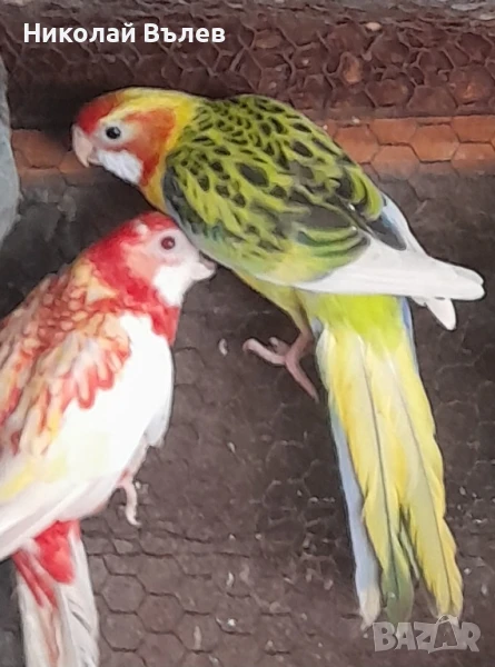 Белокрила пъстра розела, снимка 1