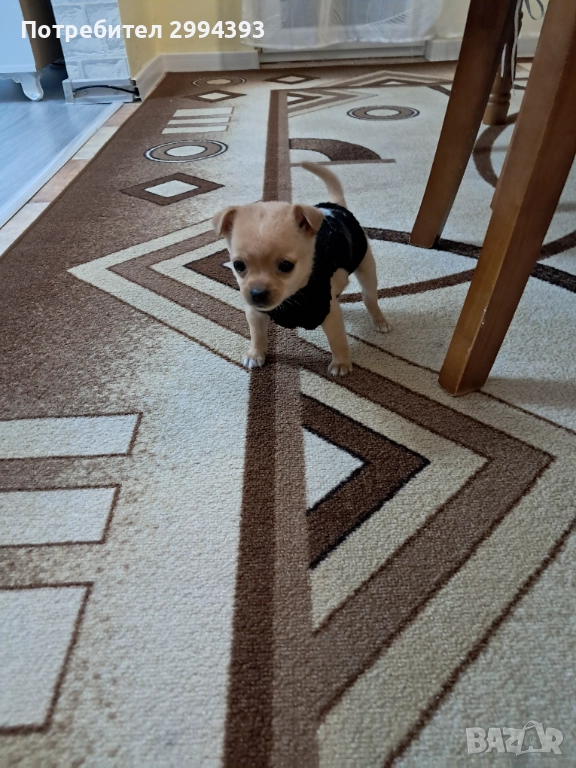 Подарявам малко куче, снимка 1