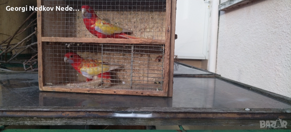 Продавам пенантови розели златен пастел , снимка 1