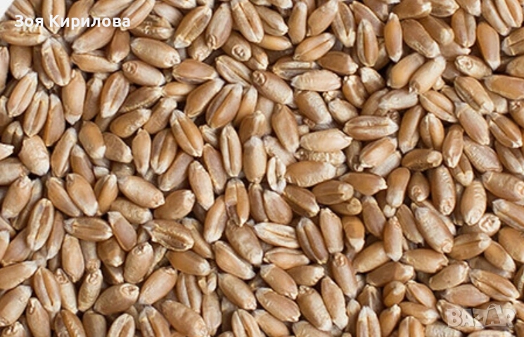 Предлагам фуражно жито, снимка 1