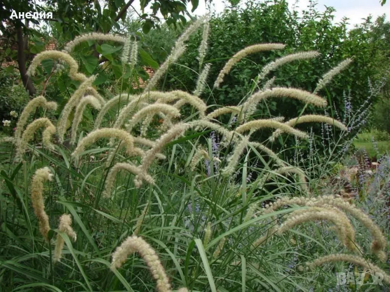 Декоративна трева с бели класове , снимка 1