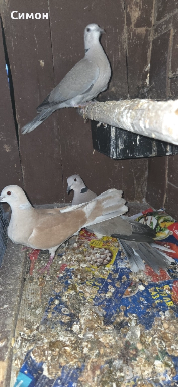 Гугутки скумрийки, снимка 1