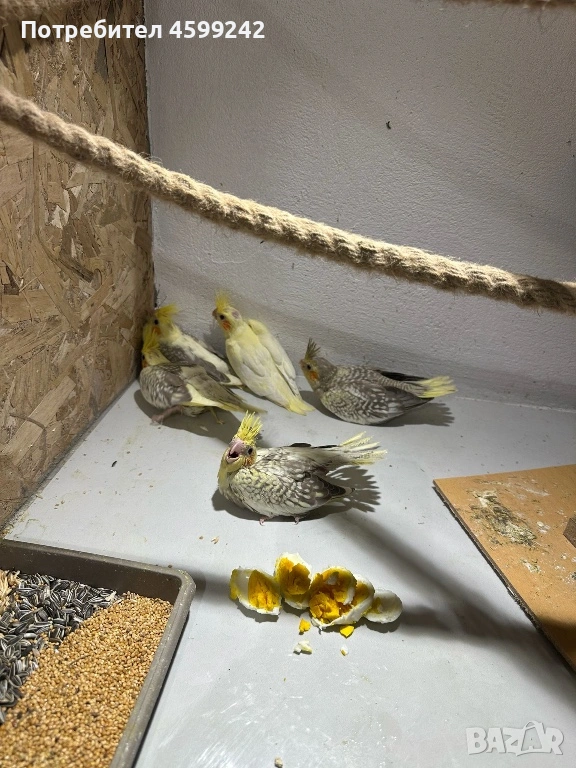 Бебета Корели , снимка 1