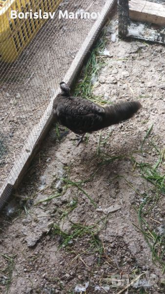 Женски паунов фазан, снимка 1