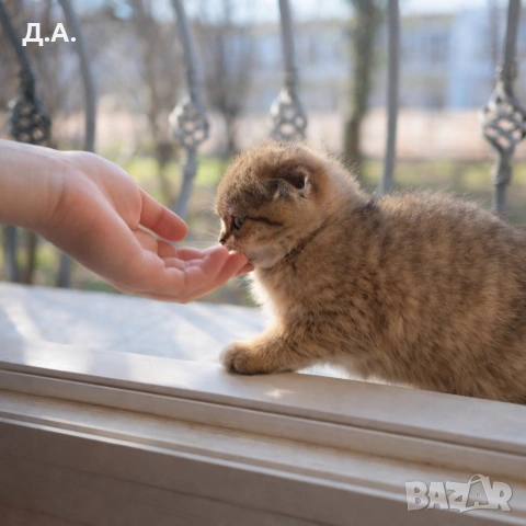 Scottish Fold , снимка 2 - Други - 53784546