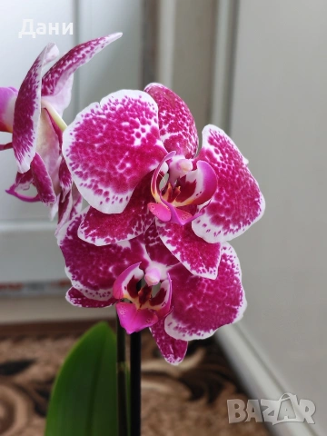Орхидеи Фаленопсис, снимка 7 - Стайни растения - 54008191