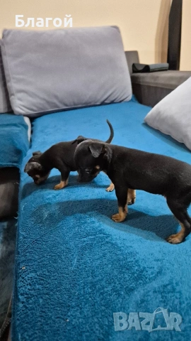 Мини Пинчери, снимка 5 - Пинчер - 53685177