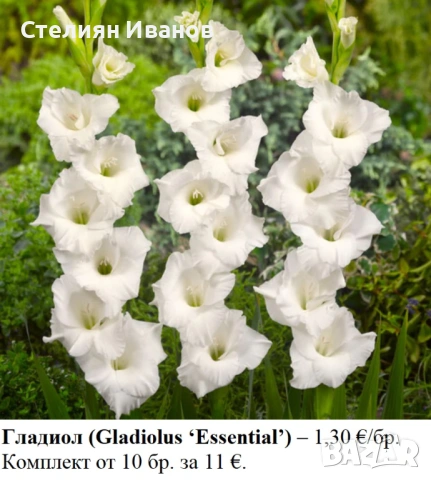 Гладиол (Gladiolus ‘Essential’) - грудки