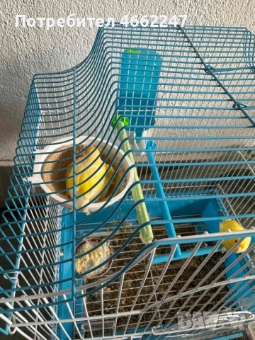 Чистокръвна Малиноа 