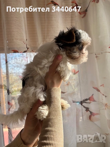 Мъжко Бивър йорки, снимка 5 - Йоркширски териер - 53825786