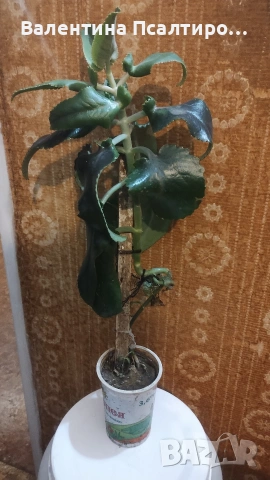 Каланхое дегреминтиана - много полезният сукулент