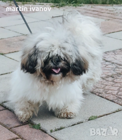 Мъжко шитцу, снимка 7 - Ши Тцу - 54160033