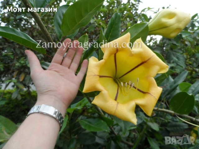 Соландрата - Solandra Maxima, снимка 3 - Градински цветя и растения - 53645875