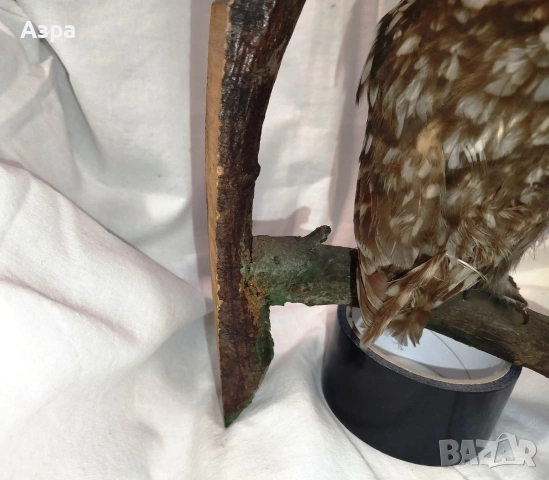 Препарирана сола (Бухал), снимка 9 - други­ - 53656912