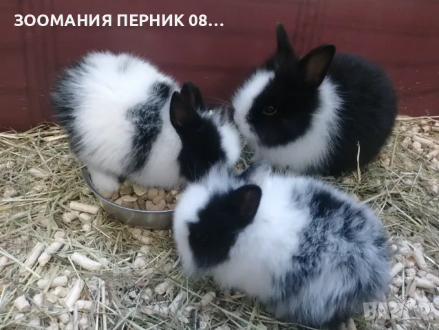 Декоративно зайче порода Лъвска глава - Заек Зайчета Перник , снимка 2 - Декоративни зайчета - 48000963