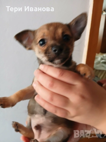 Момче и Момиче, снимка 3 - Пинчер - 53147117