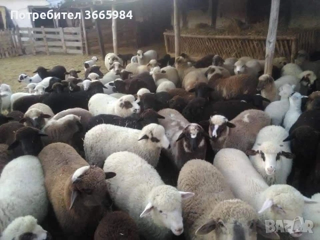 Продавам агнета