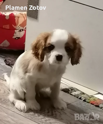 Кавалер Кинг Чарлз шпаньол , снимка 1