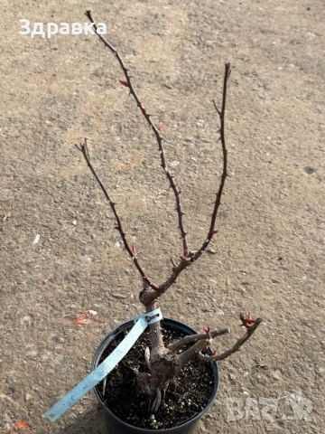 Булчинско пиано Rose/Роза 