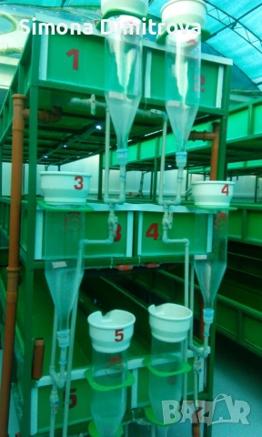 Есетра - заробител материал , снимка 3 - Стръв и захранки - 53833272