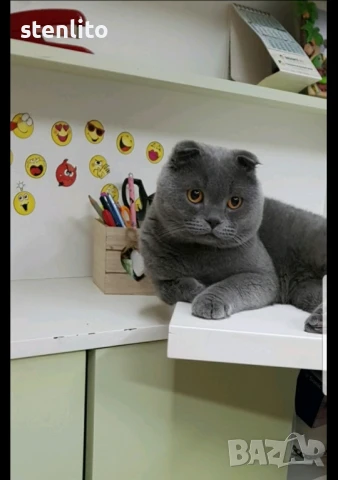 Шотландски клепоухи котета на 2 месеца, снимка 17 - Британска късокосместа - 32740637