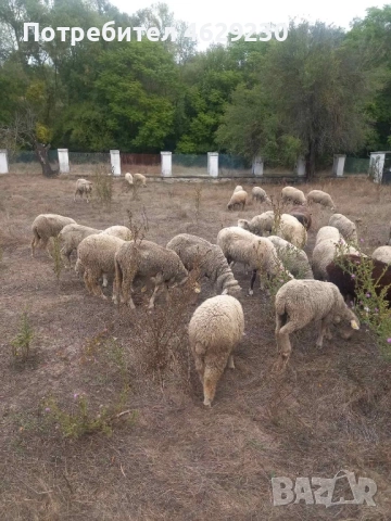 Североизточнобългарска тънкорунна 35 броя, снимка 9 - Овце - 52132645