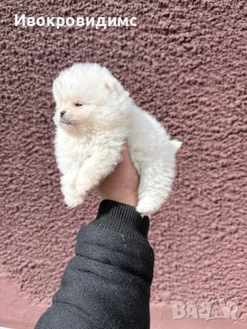 Две момичета и едно момче , снимка 7 - Померан - 53990305