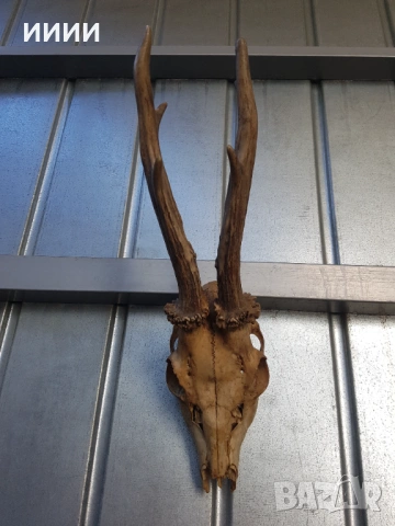 Голям ловен трофей Сръндак 