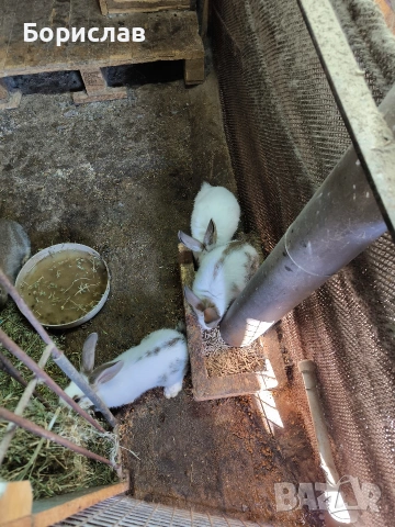 Продавам зайци , снимка 6 - Други - 53848476