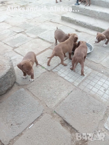 Продавам породисти питбулчета, снимка 15 - Питбул - 52281077