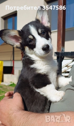 Трицветно кученце Уелско корги пембрук - мъжки