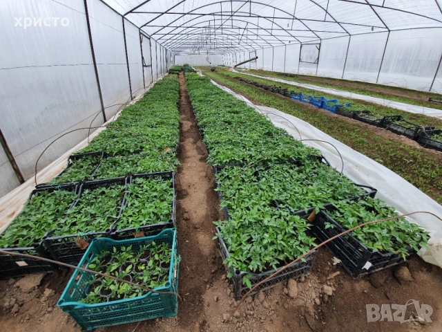 Разсад - домати, краставици, пипер, патладжани, пъпеши, дини и др., снимка 2 - Разсади - 53760110