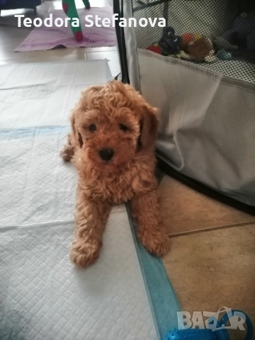 Мини пудели , снимка 7 - Пудели - 52589135