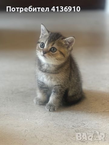 Британски котета, снимка 4 - Британска късокосместа - 46293875