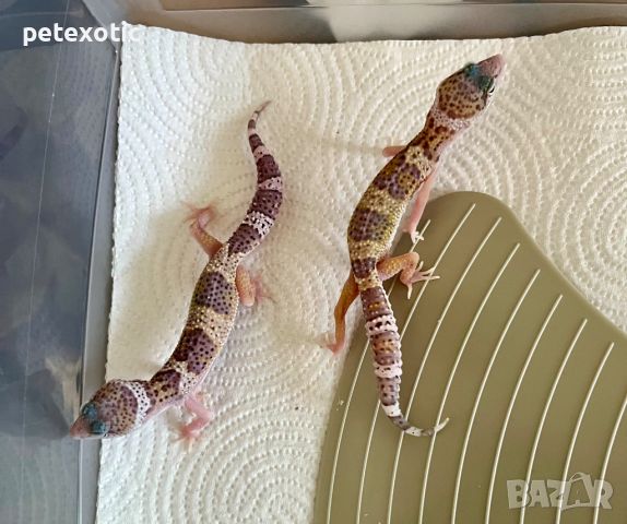 Леопардов гекон - Eublepharis macularius, Leopard geckos, morph Pied Total Eclipse, снимка 3 - Гекон - 46368736