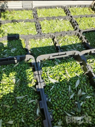 Зехтинът вече има име и лице. 🥇 FAGITAKI – екстра върджин зехтин от Гърция  , снимка 9 - Други - 52914743