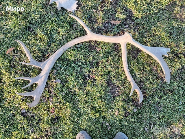 Стари рогa от елен лопатар,лос и карибу.Трофей., снимка 3 - Други - 53922366