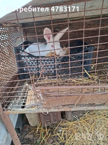 Зайци, снимка 5 - Други - 54037165