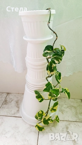 комплект цветя 10 евро , снимка 8 - Стайни растения - 53144264