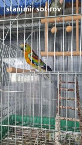 Мъжки поен папагал