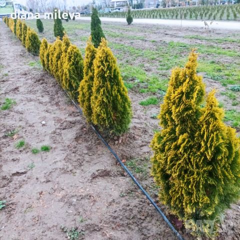 Туя Златен Смарагд, Thuja Occidentalis Golden Smaragd, снимка 6 - Градински цветя и растения - 37217569